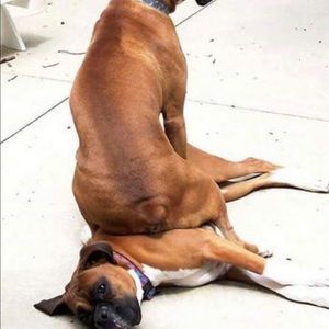 Meet your Posher, Donna